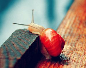 Preview wallpaper snail, wood, macro, floor