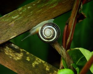 Preview wallpaper snail, wooden, boards, crawl, damp