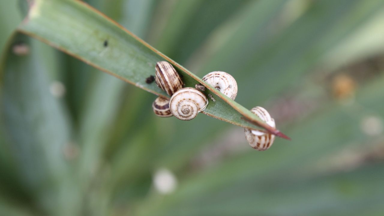 Wallpaper snails, grass, leaves