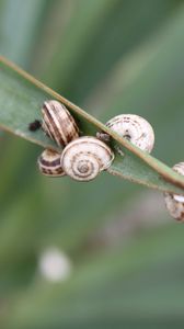 Preview wallpaper snails, grass, leaves