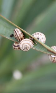 Preview wallpaper snails, grass, leaves