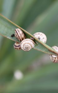 Preview wallpaper snails, grass, leaves