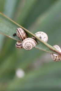 Preview wallpaper snails, grass, leaves