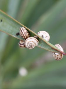 Preview wallpaper snails, grass, leaves