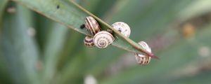 Preview wallpaper snails, grass, leaves