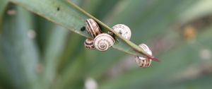 Preview wallpaper snails, grass, leaves