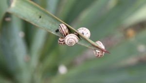 Preview wallpaper snails, grass, leaves