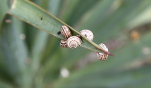 Preview wallpaper snails, grass, leaves