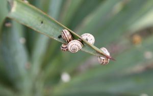 Preview wallpaper snails, grass, leaves