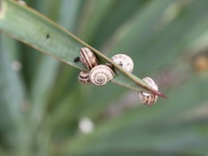 Preview wallpaper snails, grass, leaves