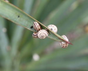 Preview wallpaper snails, grass, leaves