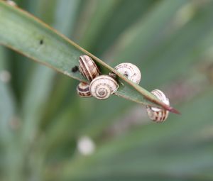 Preview wallpaper snails, grass, leaves