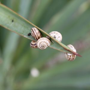 Preview wallpaper snails, grass, leaves