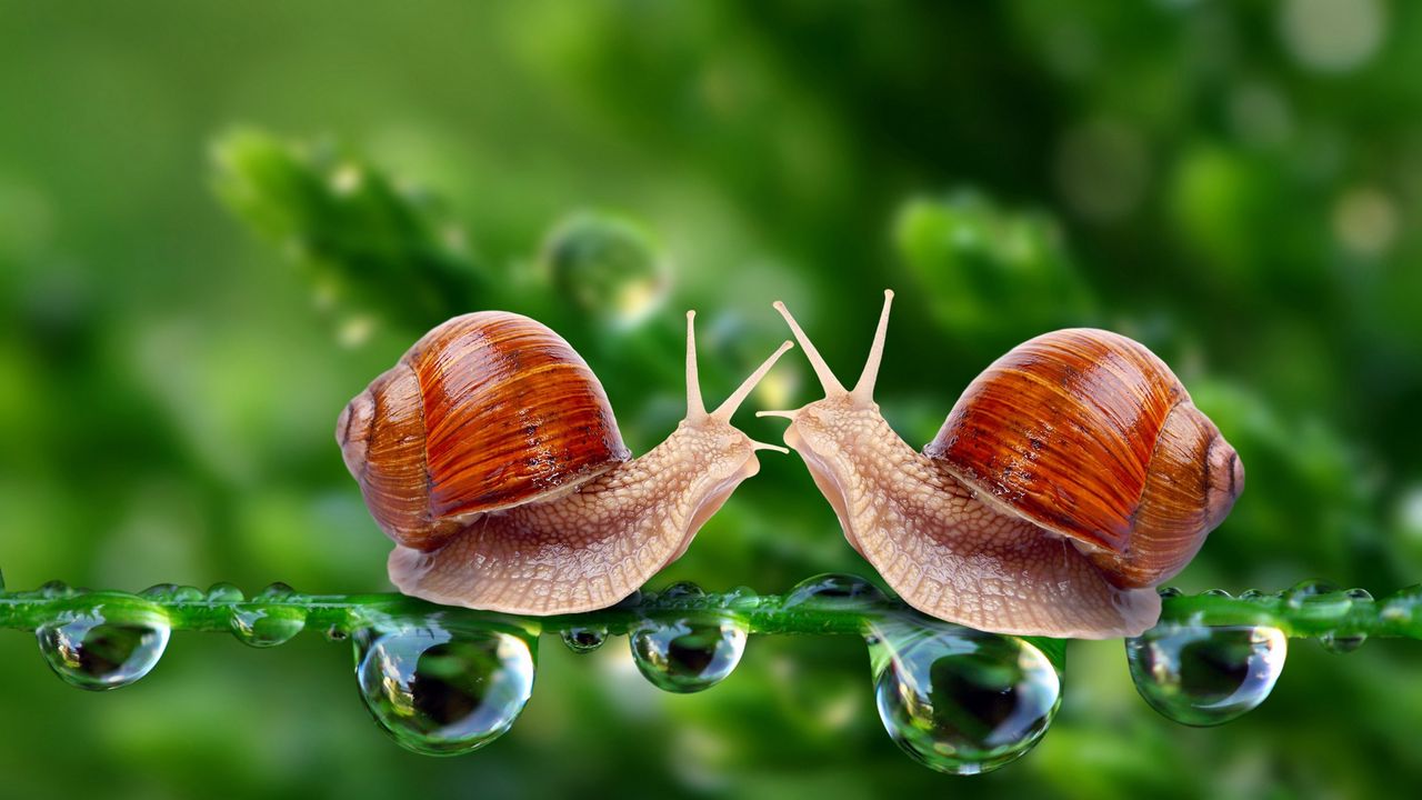 Wallpaper snails, grass, shell