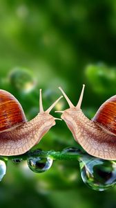 Preview wallpaper snails, grass, shell