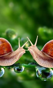 Preview wallpaper snails, grass, shell