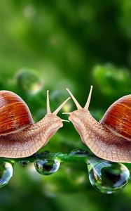 Preview wallpaper snails, grass, shell