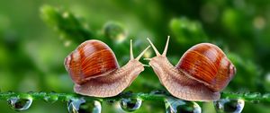 Preview wallpaper snails, grass, shell