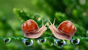 Preview wallpaper snails, grass, shell