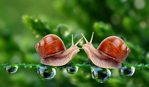 Preview wallpaper snails, grass, shell