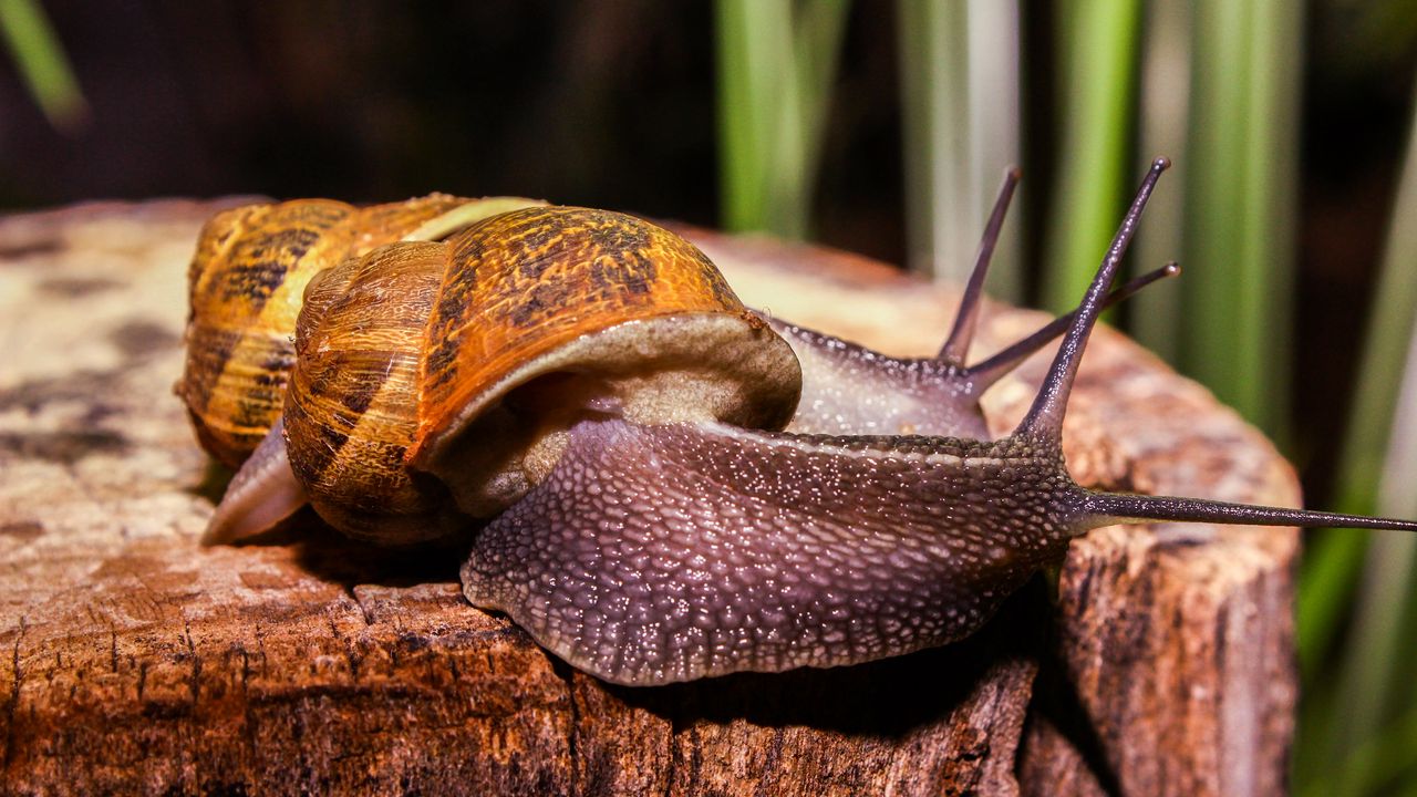 Wallpaper snails, large, antennae