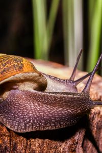 Preview wallpaper snails, large, antennae