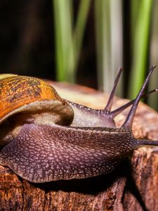 Preview wallpaper snails, large, antennae