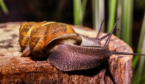 Preview wallpaper snails, large, antennae