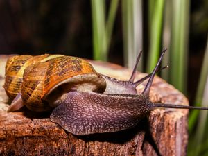 Preview wallpaper snails, large, antennae