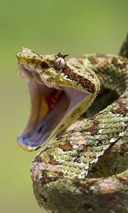 Preview wallpaper snake, aggression, teeth, bending