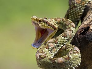 Preview wallpaper snake, aggression, teeth, bending