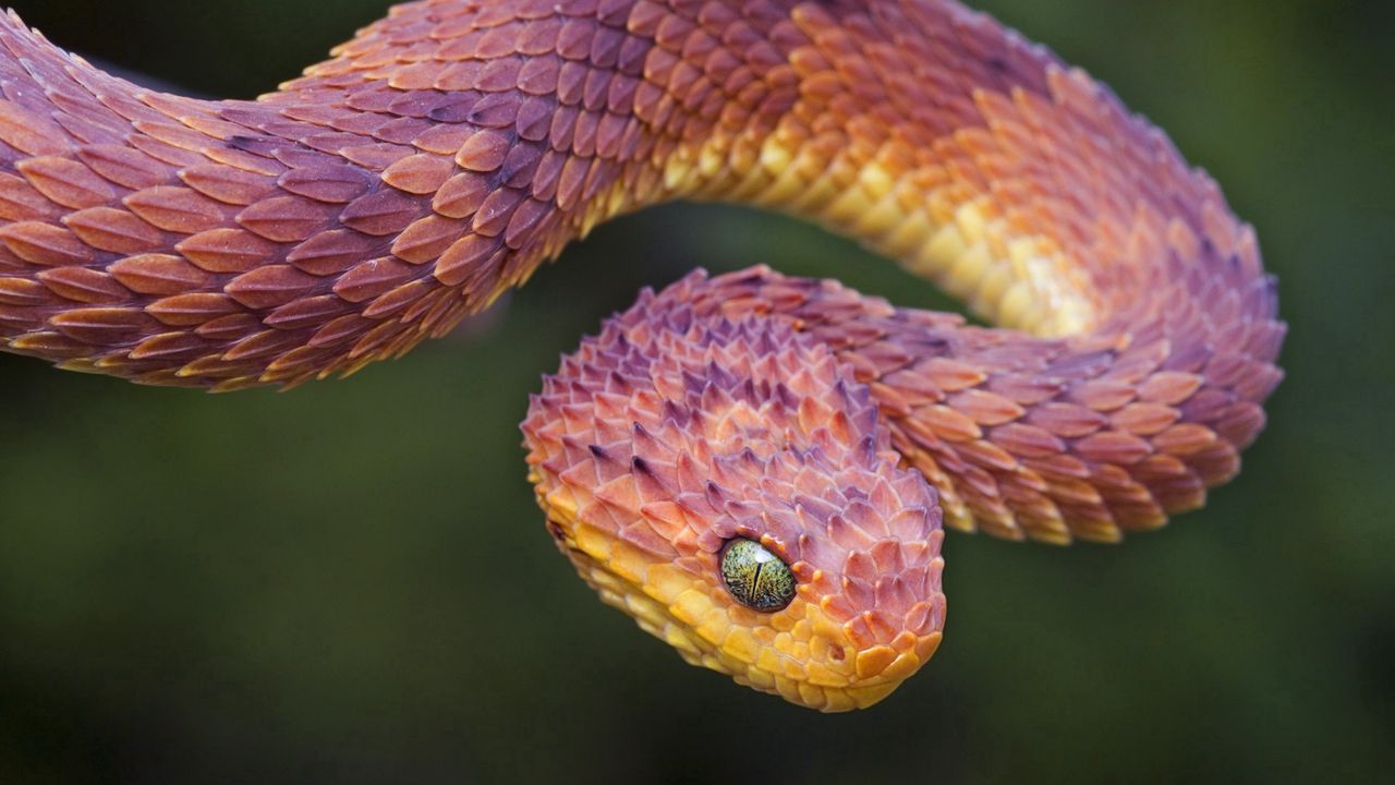 Wallpaper snake, bend, color, scales