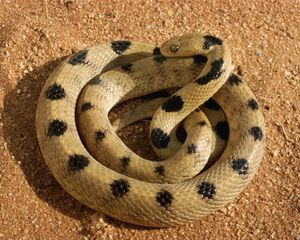 Preview wallpaper snake, bend, sand, gravel