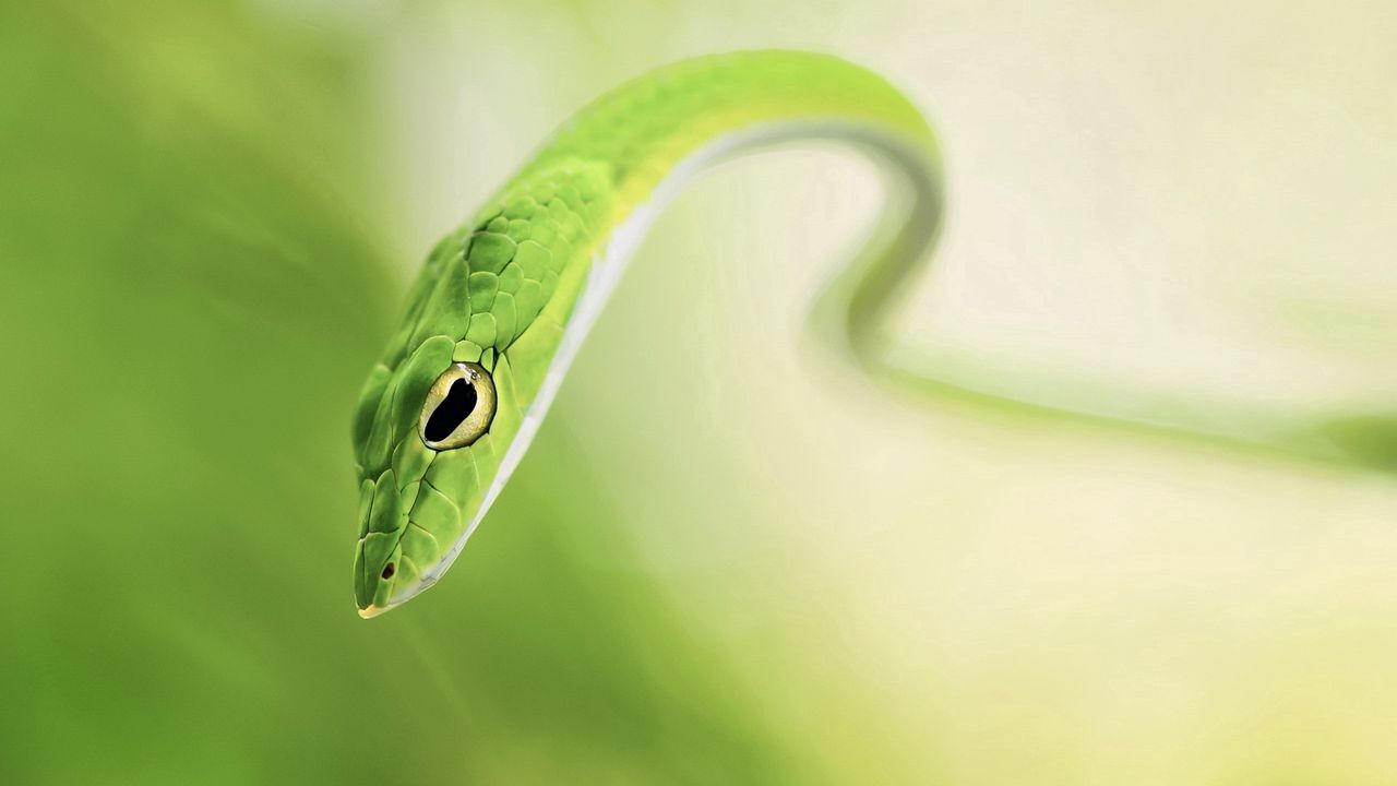 Wallpaper snake, blur, green