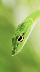 Preview wallpaper snake, blur, green