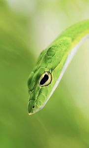 Preview wallpaper snake, blur, green