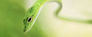 Preview wallpaper snake, blur, green