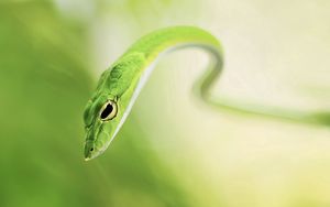 Preview wallpaper snake, blur, green