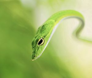 Preview wallpaper snake, blur, green