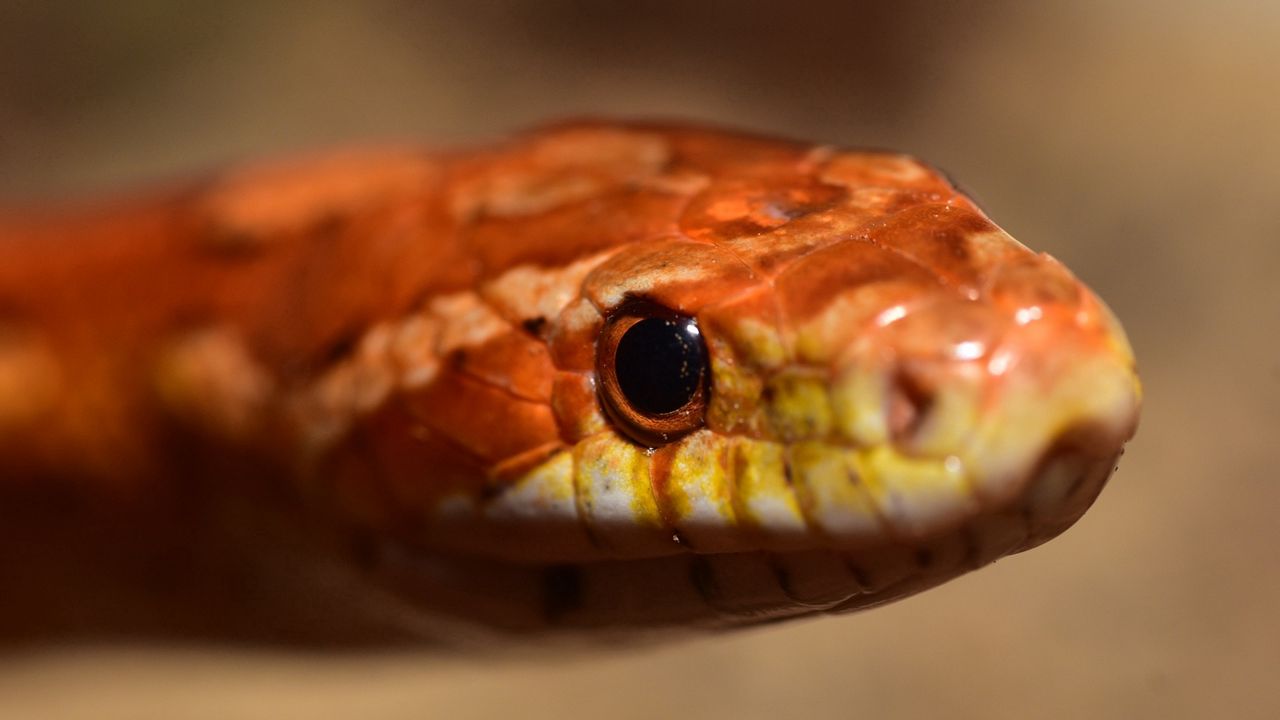 Wallpaper snake, boa, reptile, eyes