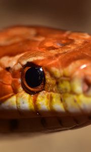 Preview wallpaper snake, boa, reptile, eyes