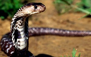 Preview wallpaper snake, cobra, poisonous, eyes