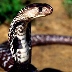 Preview wallpaper snake, cobra, poisonous, eyes