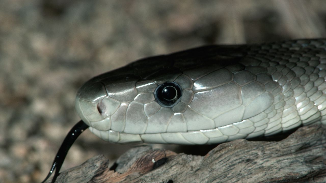 Wallpaper snake, color, dangerous, poisonous, tongue