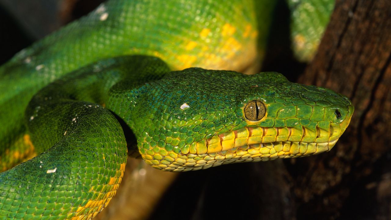 Wallpaper snake, color, eyes, dangerous
