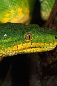 Preview wallpaper snake, color, eyes, dangerous