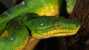 Preview wallpaper snake, color, eyes, dangerous