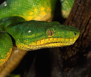 Preview wallpaper snake, color, eyes, dangerous