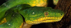 Preview wallpaper snake, color, eyes