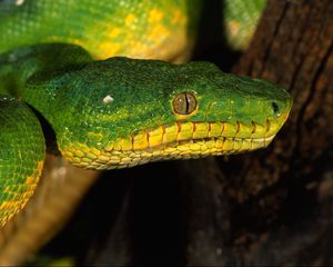 Preview wallpaper snake, color, eyes